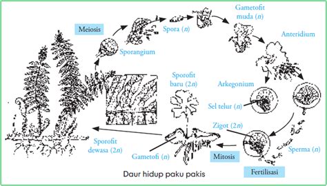 Ciri Tumbuhan Paku Siklus Hidup Tumbuhan Paku Dan Perkembangbiakan Tumbuhan Paku