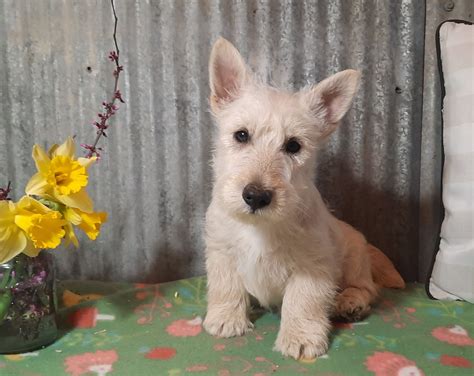 Scottish Terrier (Scottie) Puppies For Sale