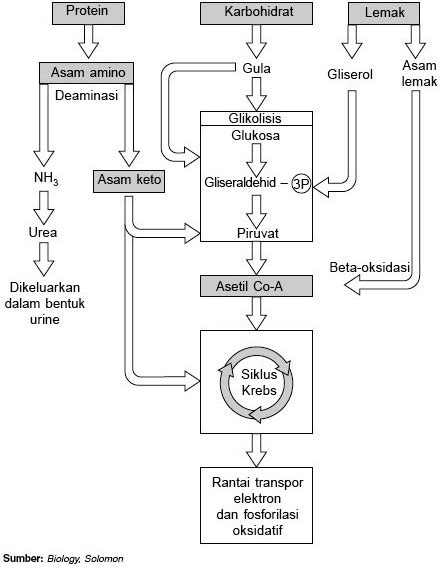 Proses Dan Pengertian Metabolisme Lemak