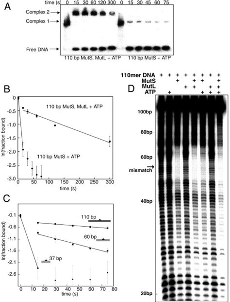 Interaction Of Escherichia Coli MutS And MutL At A DNA Mismatch