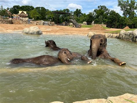 Cincinnati Zoo Takes Proactive Health Measures to Protect Elephant Herd