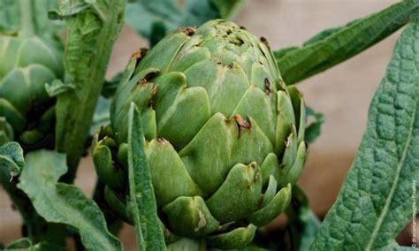 Artischocke Cynara Cardunculus Subsp Scolymus Steckbrief