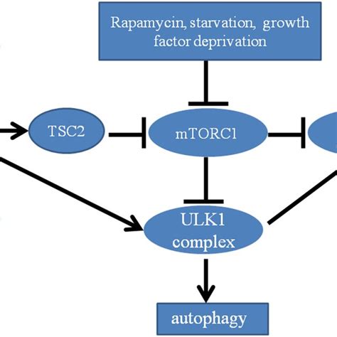 Mtorc Ulk Pathway Is A Master Regulator Responsible For Autophagy