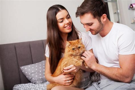 Por que meu gato está miando tanto Descubra as possíveis causas