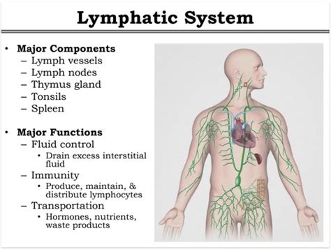 The Lymphatic System Flashcards Quizlet