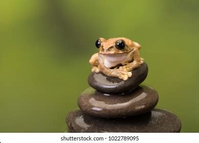 Leptopelis Vermiculatus Peacock Tree Frog Found Stock Photo 1022789095 ...