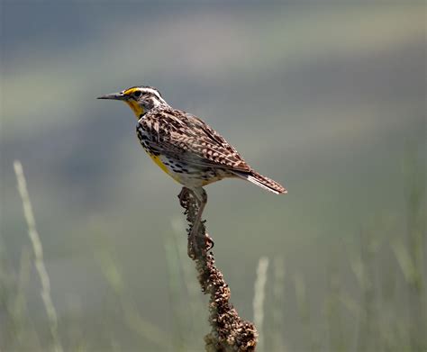 Western Meadowlark By Noway2go On Deviantart