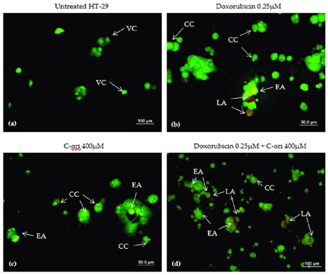 Acridine Orange Propidium Iodide Double Staining Of Ht 29 Cells After