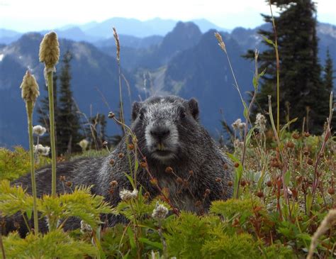 Marmot Mammal Animal - Free photo on Pixabay