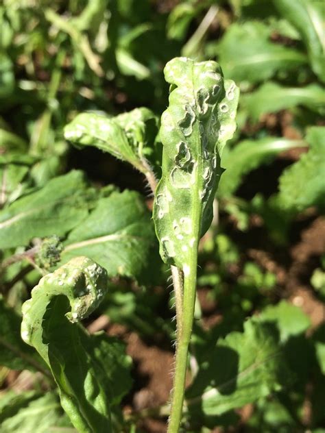 White Rust Of Crucifers Pathogen Albugo Candida Read … Flickr