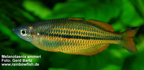 Melanotaenia Ammeri Rainbowfishstable