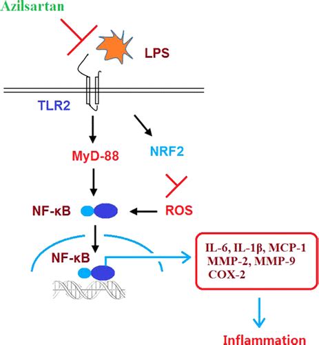 Azilsartan Suppressed Lps Induced Inflammation In U Macrophages