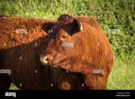 Red Devon Cattle Hi Res Stock Photography And Images Alamy