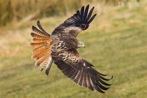 Acrobatic Red Kite Photography in Wales