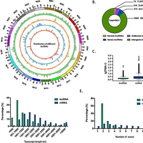 Comparison Of Structural Features Between Lncrnas And Mrnas A