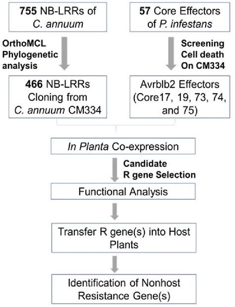 Figure From Molecular Characterization Of Nonhost Resistance Of