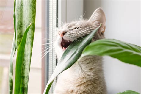 Safe Plants for Cats