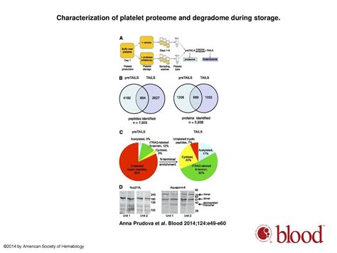 TAILS N Terminomics Of Human Platelets Reveals Pervasive