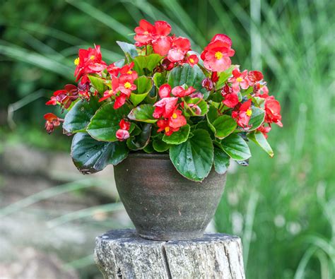 How to grow begonias in pots: 5 expert tips | Homes and Gardens