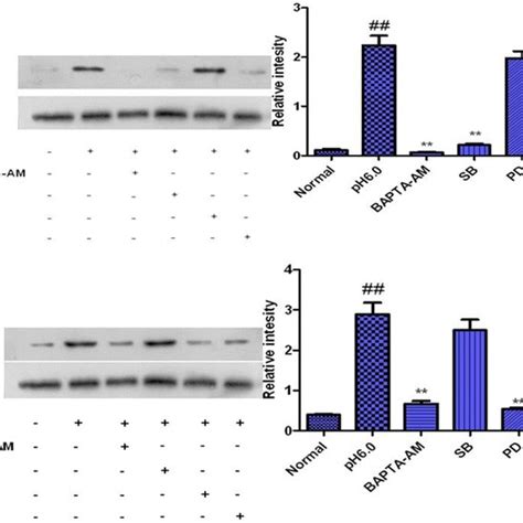 Extracellular Acidification Inhibits Proliferation And Increases