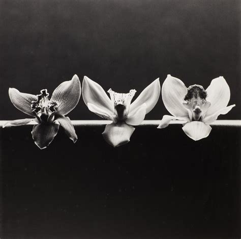 Robert Mapplethorpe Orchid 1985 Photographs Photographs