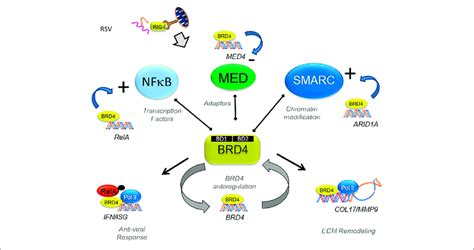 Brd S Dynamically Regulated Gene Networks Schematic Diagram Of