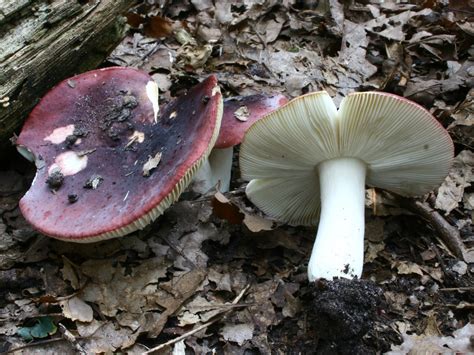 Russula Atropurpurea The Ultimate Mushroom Guide