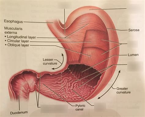 6 Organs In Torso Diagram A P Ch 6 Muscle Anatomy Anterior Torso