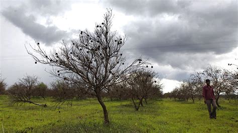 How Farmers In Marathwada Villages Created An Oasis In The Suicide