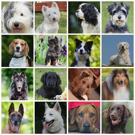 The origin of dog breeds | Dog Scanner