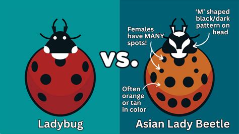 What are those orange ladybugs in Ohio? - go2-pros