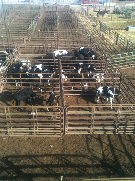 meat: Livestock auction and stockyard design