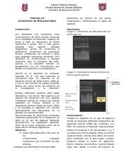 Aislamiento De Dna Plasm Dico Docx Pr Ctica Aislamiento De Dna