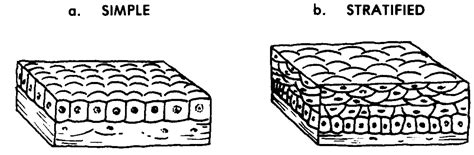 Epithelial Tissue Labeled Diagram