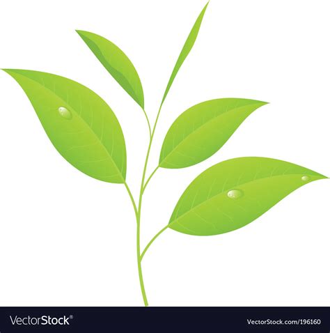 Tea Leaves Royalty Free Vector Image Vectorstock