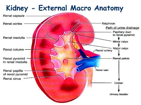 structure   kidney diagram labeled kidney labeled diagr