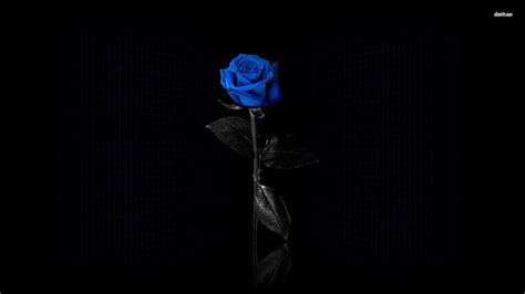 Black Rose Black Blue Rose HD Wallpaper Pxfuel Atelier Yuwa Ciao Jp