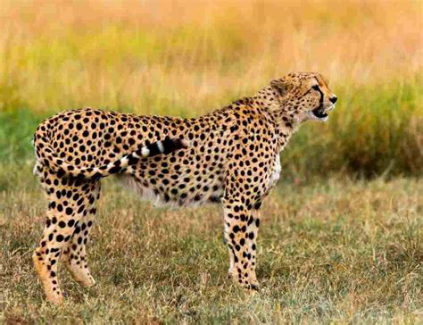 cheetah fastest species profile guide amazing fun facts