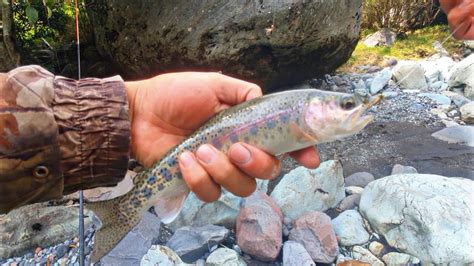 Pesca de truchas con mosca y flotador en el río Puela Chimborazo