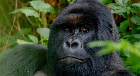 Rwanda Gorilla Families Gorilla Trekking Safaris In Rwanda