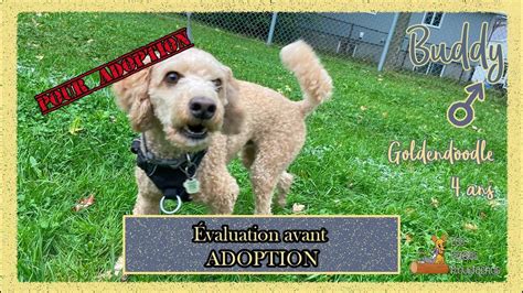 Buddy ce joli goldendoodle cherche une famille attentionnée