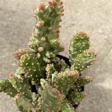 Variegated Josephs Coat Prickly Pear Cactus Opuntia Monacantha