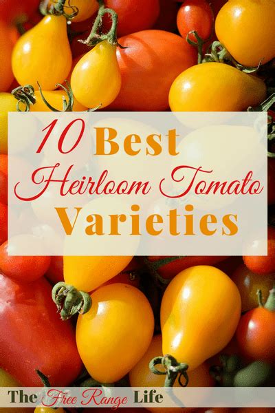 The Best Heirloom Tomato Varieties - The Free Range Life