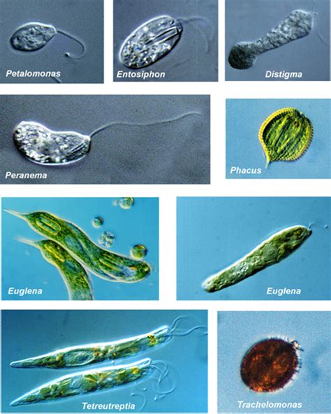 Euglenozoa Microbewiki