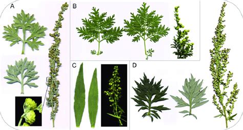 Leaves And Synflorescences Of Four Artemisia Species A Artemisia