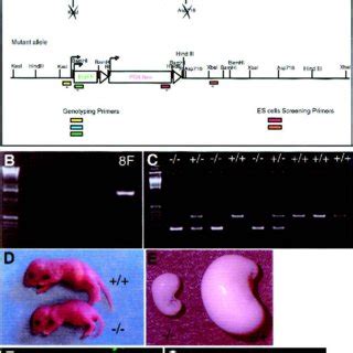 Targeting Strategy For Ngn3 Inactivation A Gene Structure Of The