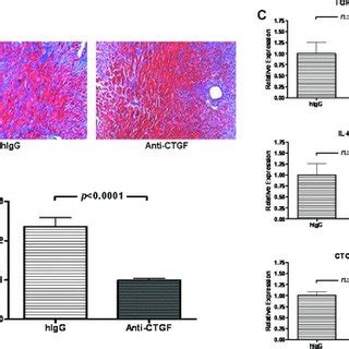 Connective Tissue Growth Factor Ctgf Neutralization Ameliorates