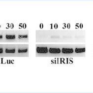 Ectopic Expression Of Brca Iris In Hose Cells Promotes Akt And