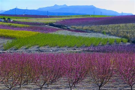 La campaña de fruta de hueso en 2021 comienza con una buena floración