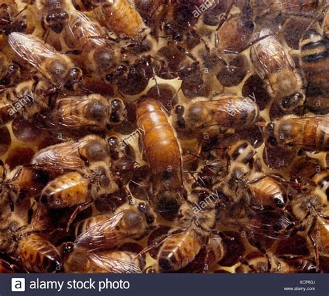 Queen Bee Laying Egg High Resolution Stock Photography and Images - Alamy